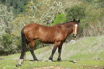 Fototapeta premium Horse with Injured Eye Standing in Pasture
