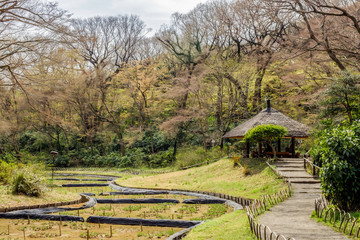 Obraz premium ハナショウブの開花を待つ田んぼの風景