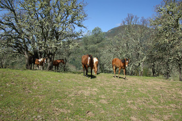 Fototapeta na wymiar Horse Herd on Mountain Pasture