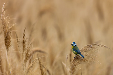 Blue Tit searching for food