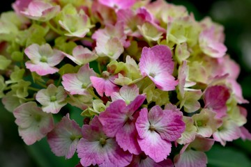 pink flowers in the garden