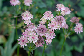 macro shot of pink flowers of astrantia major showing many details like pistils and pollen