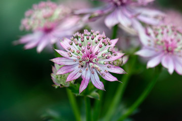 macro shot of pink flowers of astrantia major showing many details like pistils and pollen