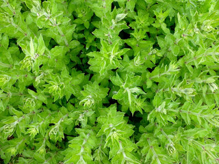 Fresh green lettuce in the garden, top view