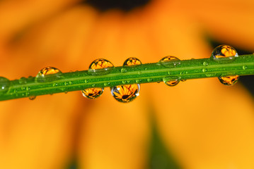 Close up of water drops after rain with reflections of yellow orange colored coneflower blooms in a summery garden