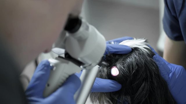 Professional veterinary doctor ophthalmologist check on injured eye of a dog. Animals health care concept