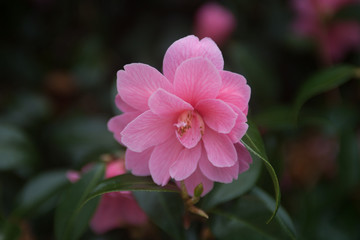 Obraz premium Close up of a single flower growing on a camelia bush selective focus