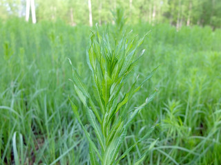 Willow-herb plant in a forest glade