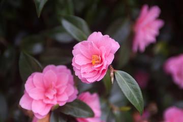 Fototapeta premium Several bright pink camelia flowers on a bush selective focus