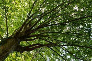 looking up into tree branches