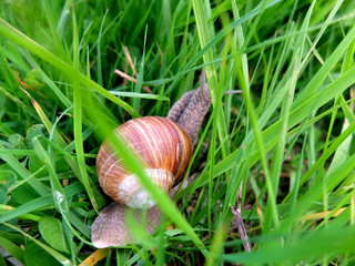 Snail on the green grass, top view