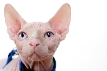 Veterinary pharmacy. Vet clinic. Cat portrait. Sphinx cat.