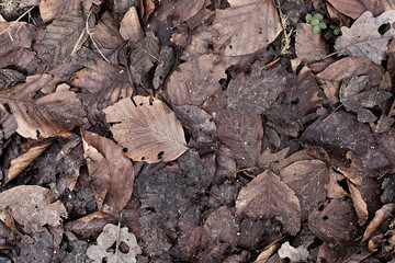 Winter dry leaves on the ground texture. Autumn leaves in forest underfoot. Forest leaves on de plano surface. Mountain leaves structure, overhead shot. Forest foliage surface. Forest pathway texture.