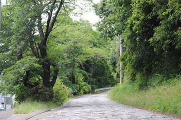 road in forest