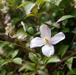 Obraz premium A single flower of a clematis with foliage selective focus
