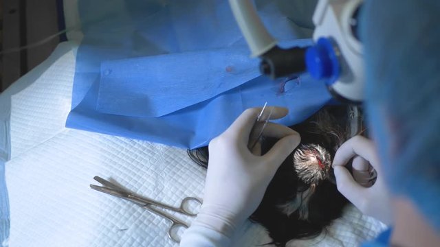Professional veterinary doctor ophthalmologist do surgery on injured eye of a dog. Sews up the eye after a difficult surgery. Animals health care concept