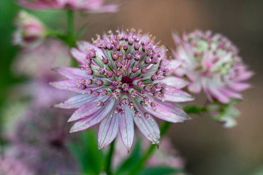 macro shot of pink flowers of astrantia major showing many details like pistils and pollen