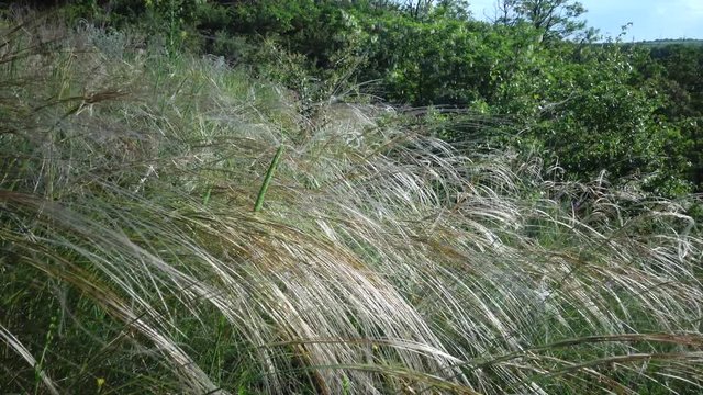Stipa lessingiana (Needle Grass, Long grass) swaying in the wind from the steppe in the Landscape Park on the bank of the Tiligul estuary. Rare plant, the Red Book of Ukraine