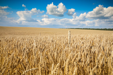 Wheat field under cloudy blue sky in Ukraine