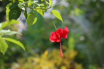Obraz premium Red hibiscus flower