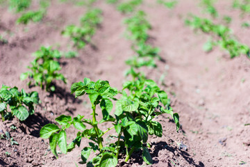 rows of young green potatoes in the garden