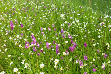 Fototapeta premium field of wildflowers