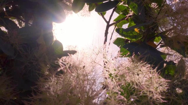 Cotinus close-up. The branches slowly sway in the wind