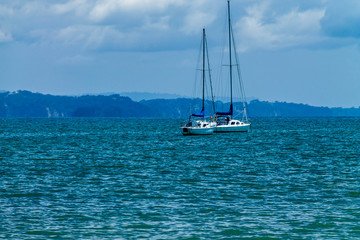 Fototapeta premium Pleasure craft moored in the bay, Stanamore Bay, Auckland, New Zealand..Larus novaehollandiae