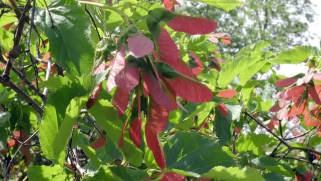 Cotinus close-up. The branches slowly sway in the wind