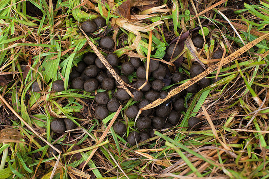 Deer dropping in grass. Red deer crotties on grass field. Roe-doe excrement in forest meadow. Heap of animal scat in timber smooth. American elk's scat. Buck's fewmet in forest weed. Dropping heap.