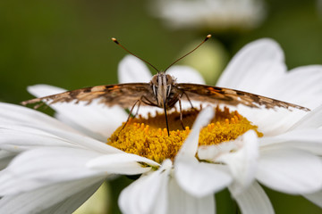 A beautiful butterfly collects nectar on flowers.