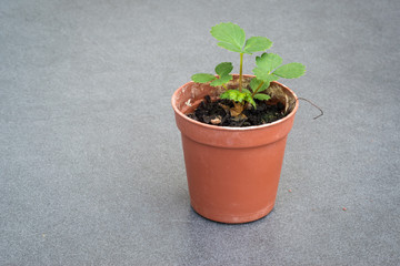 Young strawberry seedling in a small pot on a table