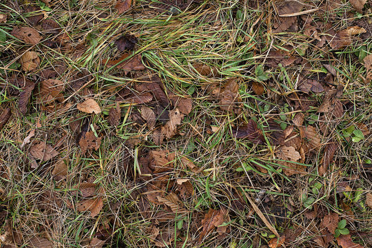 Autumn leaf texture. Autumn folic manycoloured texture. Winter leaf texture. Winter folic texture. Fall leaves background. Fall leaves wallpaper. Leaves on the ground background image.