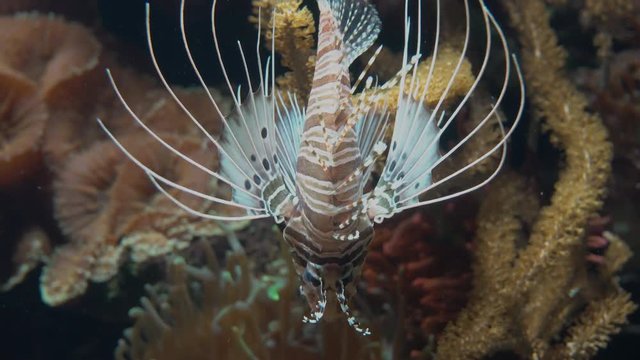 Red lionfish in coral reef aquarium stalking prey. Close up