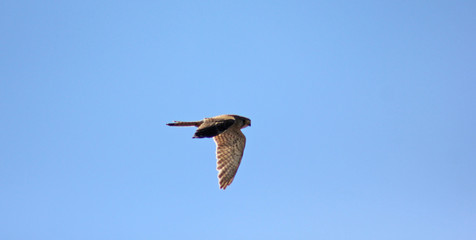 aves da Ria Formosa