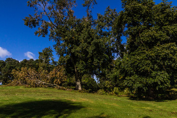 Scene after a vilolent storm, Westerm Springs, Auckland, New Zealand