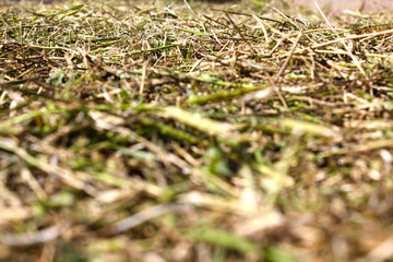 Blurred photo of straw on the ground.