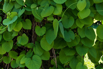 Green leaves in heart shape