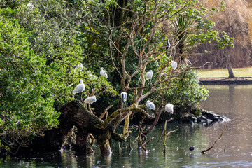 Naklejka premium The duck pond at Western Springs, Auckland, New Zealand