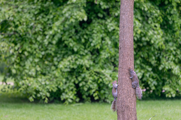 Squirrel in Kensington Gardens - London