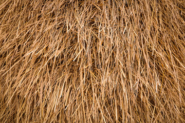 Texture of natural dry straw background.