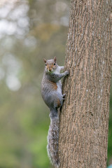 Squirrel in Kensington Gardens - London