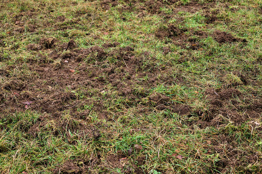 Teared up forest land by wild hogs. Damage on green caused by feral swines. Damage on the meadow, caused by Sus scrofa, gnarled with a snapper.