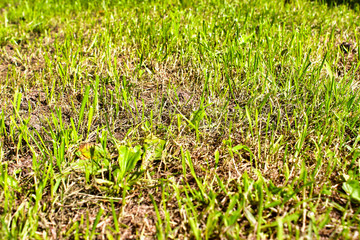 Dead and dried lawn close-up.