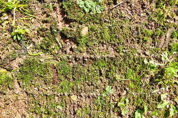 Little grass and moss on the ground close-up for background.