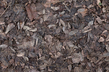 Autumn leaf texture. Autumn folic manycoloured texture. Winter leaf texture. Winter folic texture. Fall leaves background. Fall leaves wallpaper. Leaves on the ground background image.