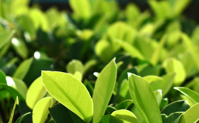 green leaves on background