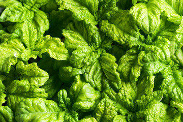 Green basil seedlings leaves textured background. Home gardening concept