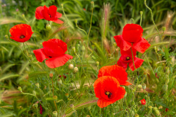 red poppies