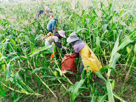 Foreign Workers Burmese ( Myanmar Or Burma ) Hire To Harvest Sweet Corn